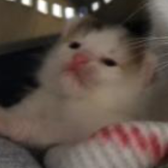 Meet your Posher, Samantha - Picture 1 of 1